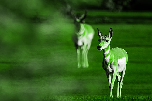 Two Pronghorns Walking Across Freshly Cut Grass (Green Tone Photo)