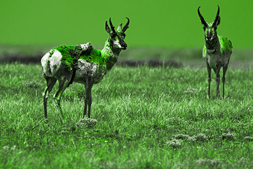 Two Shedding Pronghorns Among Grass (Green Tone Photo)