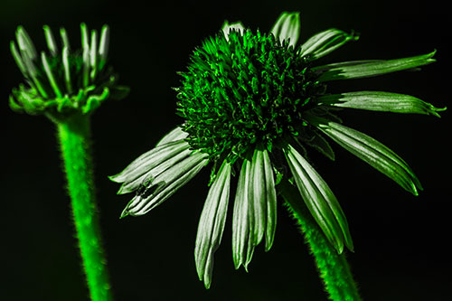 Two Towering Coneflowers Blossoming (Green Tone Photo)