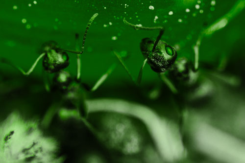 Two Vertical Climbing Carpenter Ants (Green Tone Photo)