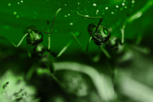 Two Vertical Climbing Carpenter Ants (Green Tone)