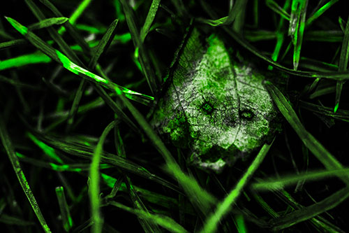 Upset Decaying Leaf Face Hiding Among Twisting Grass Blades (Green Tone)