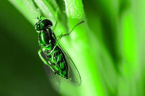 Vertical Leg Contorting Hoverfly (Green Tone Photo)