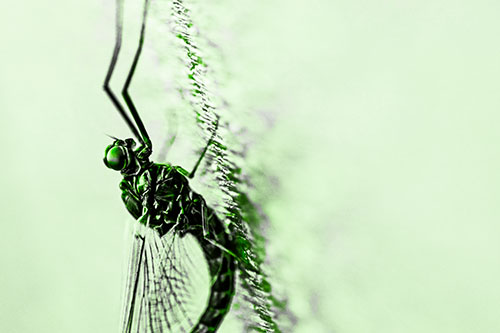 Vertical Perched Mayfly Sleeping (Green Tone Photo)