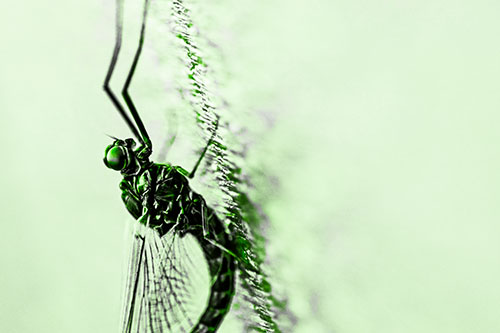 Vertical Perched Mayfly Sleeping (Green Tone)