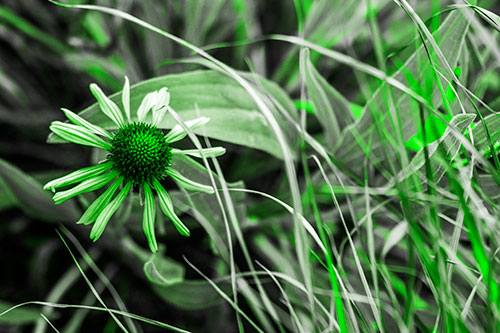 Vibrant Lone Coneflower Beside Plants (Green Tone Photo)