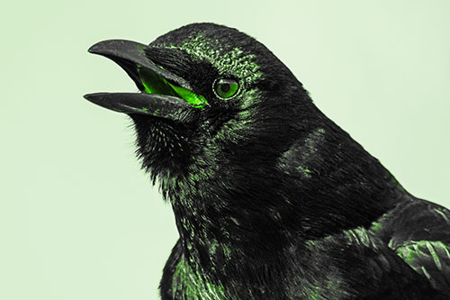 Vocal Crow Cawing Towards Sunlight (Green Tone Photo)