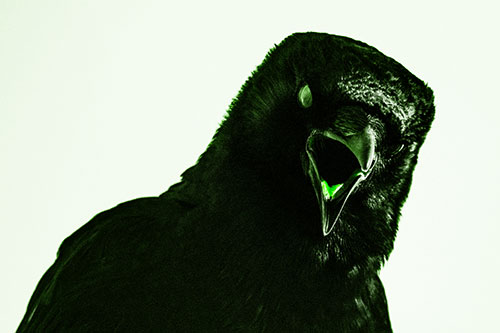 Vocal Glaze Eyed Crow Cawing Down Atop Tree Branch (Green Tone)
