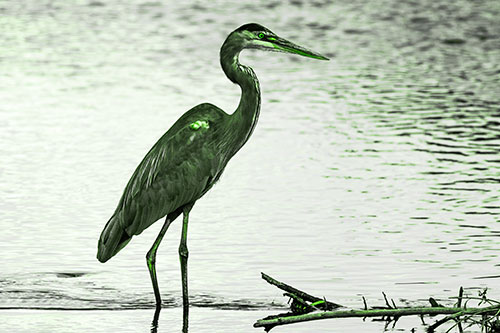 Wading Great Blue Heron Hunting Fish (Green Tone Photo)