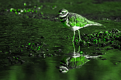 Wading Killdeer Wanders Shallow River Water (Green Tone Photo)