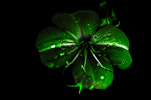 Water Droplet Primrose Flower After Rainfall (Green Tone Photo)