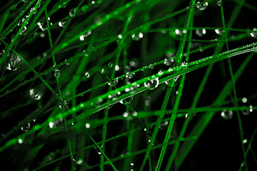 Water Droplets Hanging From Grass Blades (Green Tone Photo)