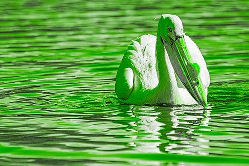 Water Floating Pelican Hunting For Food (Green Tone)