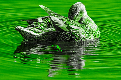 Water Rippling Mallard Duck Grooming Self (Green Tone)