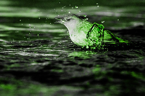 Water Splashing American Dipper Feasting On Larvae (Green Tone)
