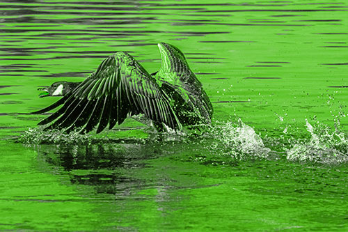 Water Splashing Canadian Goose Taking Flight Off Lake (Green Tone)