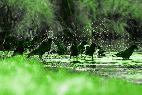 Water Splashing Crows Enjoy Bird Bath Along River Shore (Green Tone Photo)
