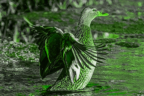 Water Splashing Mallard Duck Flapping Wings Among Pond (Green Tone Photo)
