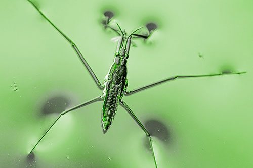 Water Strider Perched Atop Calm River (Green Tone Photo)