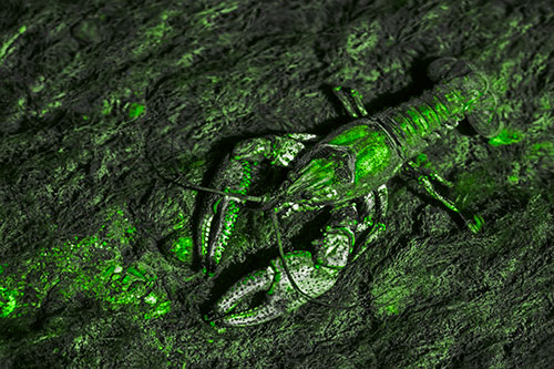 Water Submerged Crayfish Crawling Upstream (Green Tone)