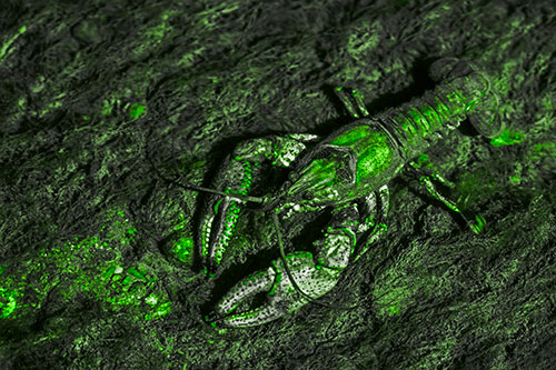 Water Submerged Crayfish Crawling Upstream (Green Tone Photo)