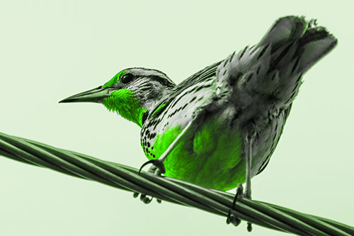 Western Meadowlark Keeping Watch Atop Powerline Wire (Green Tone)