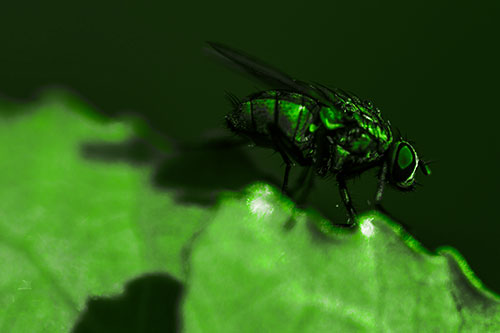 Wet Cluster Fly Walks Along Leaf Rim Edge (Green Tone Photo)