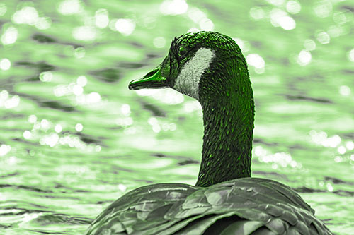 Wet Headed Canadian Goose Among Glistening Water (Green Tone)