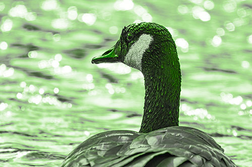 Wet Headed Canadian Goose Among Glistening Water (Green Tone Photo)