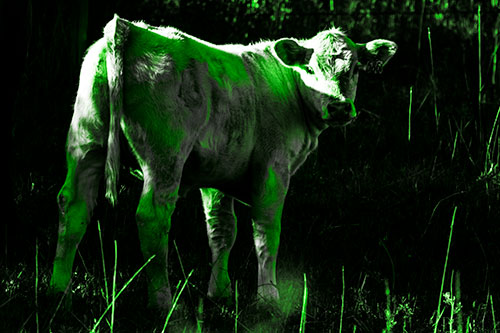 White Cow Calf Looking Backwards (Green Tone Photo)