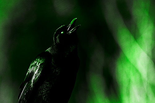 White Eyed Crow Cawing Into Sunlight (Green Tone Photo)