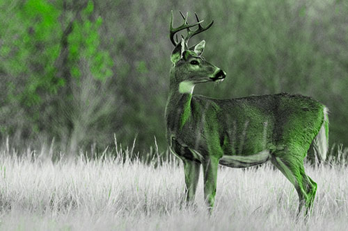 White Tailed Deer Looking Back Towards Sunrise (Green Tone)