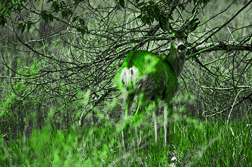 White Tailed Deer Looking Backwards Atop Grassy Pasture (Green Tone Photo)