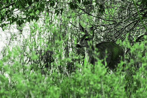 White Tailed Deer Looking Onwards Among Tall Grass (Green Tone Photo)