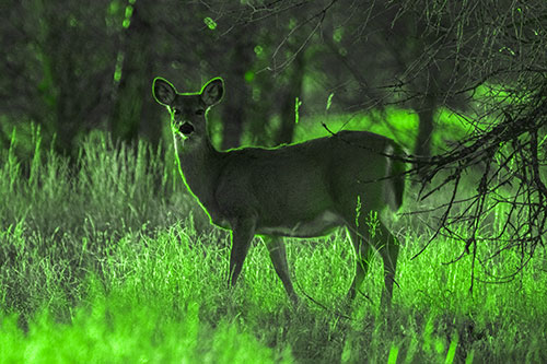 White Tailed Deer Spots Intruder Beside Dead Tree (Green Tone Photo)