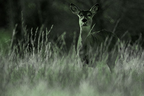 White Tailed Deer Stares Behind Feather Reed Grass (Green Tone Photo)