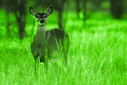 White Tailed Deer Watches With Anticipation (Green Tone Photo)