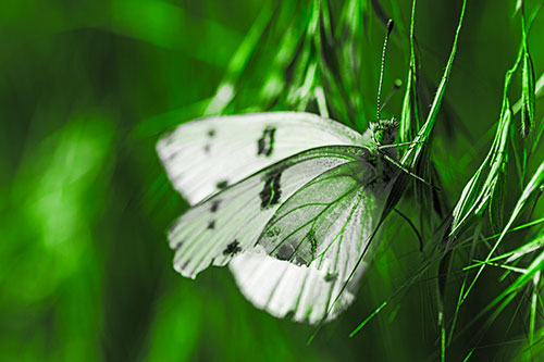 White Winged Butterfly Clings Grass Blades (Green Tone Photo)