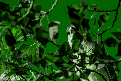 Wide Eyed Black Crowned Night Heron Looking Down From Tree Branch (Green Tone)