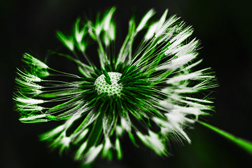 Wind Blowing Partial Puffed Dandelion (Green Tone Photo)
