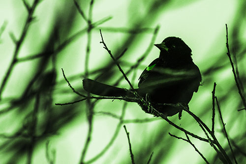 Wind Gust Blows Red Winged Blackbird Atop Tree Branch (Green Tone Photo)