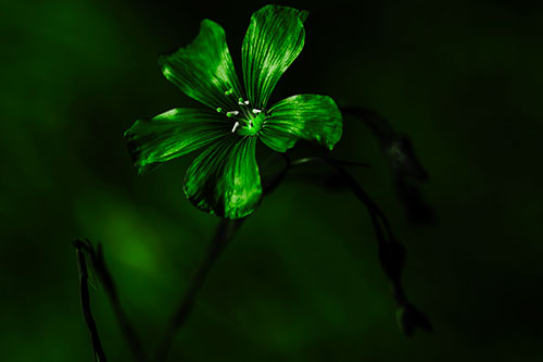 Wind Shaking Flax Flower (Green Tone Photo)