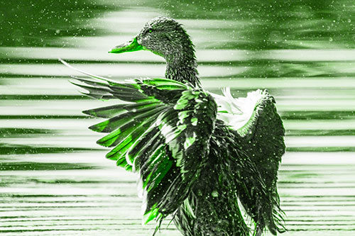 Wing Flapping Mallard Duck Splashing Lake Water (Green Tone)