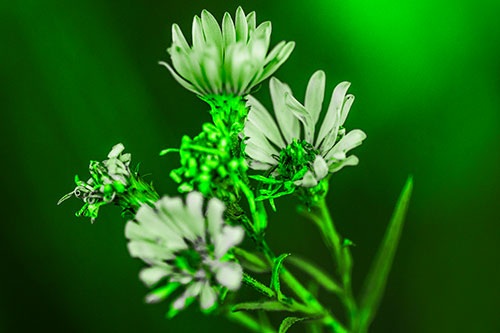 Withering Aster Flowers Decaying Among Sunshine (Green Tone Photo)