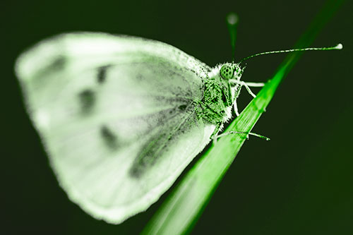 Wood White Butterfly Perched Atop Grass Blade (Green Tone Photo)
