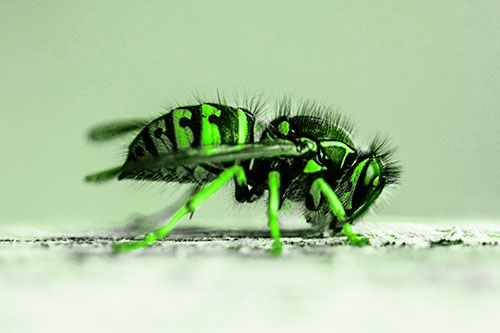 Yellowjacket Wasp Chewing Wood (Green Tone)