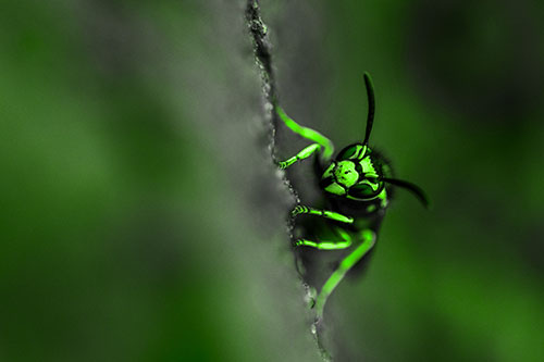 Yellowjacket Wasp Crawling Rock Vertically (Green Tone Photo)