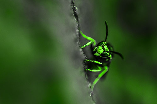 Yellowjacket Wasp Crawling Rock Vertically (Green Tone)