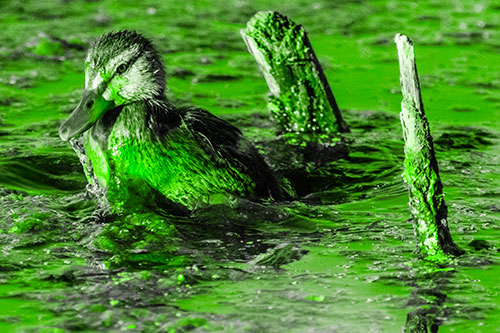 Young Mallard Duckling Playing Among Algae (Green Tone)