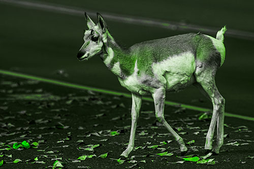 Young Pronghorn Crosses Leaf Covered Road (Green Tone Photo)